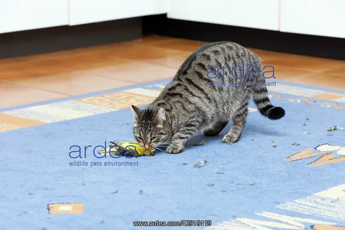 : Domestic Cat - with caught Greenfinch - (Carduelis : Domestic Cat - with caught Greenfinch - (Carduelis