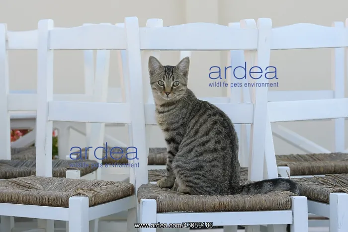 : Domestic Cat on a chair Cyclades islands Greece : Domestic Cat on a chair Cyclades islands Greece