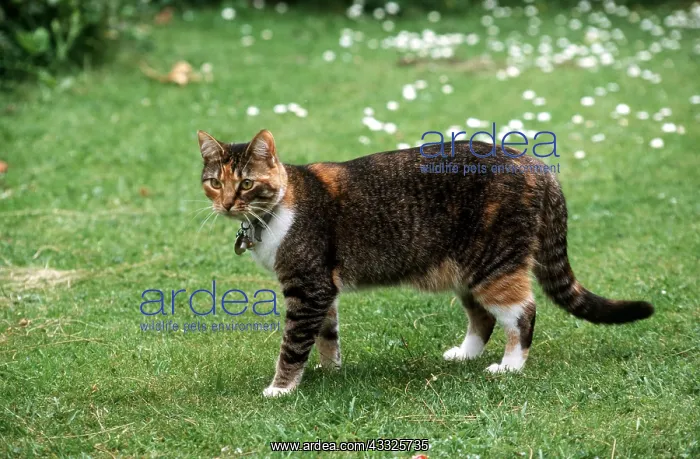 : Domestic CAT - With collar, bell and name tag : Domestic CAT - With collar, bell and name tag
