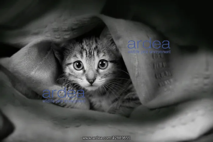: Domestic Cat - covered in fabric : Domestic Cat - covered in fabric