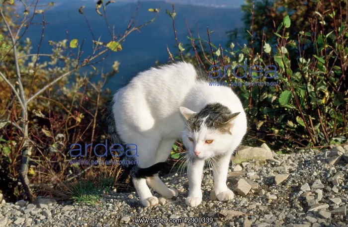 : Domestic Cat - in defensive position in front of : Domestic Cat - in defensive position in front of