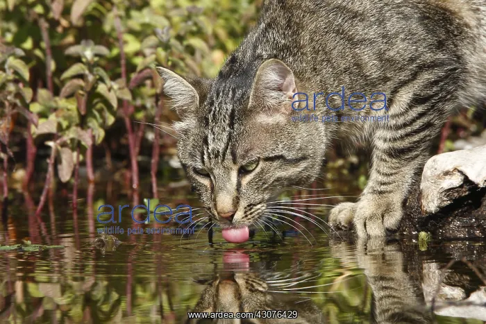 : Domestic cat drinking from a pond Vaucluse France : Domestic cat drinking from a pond Vaucluse France