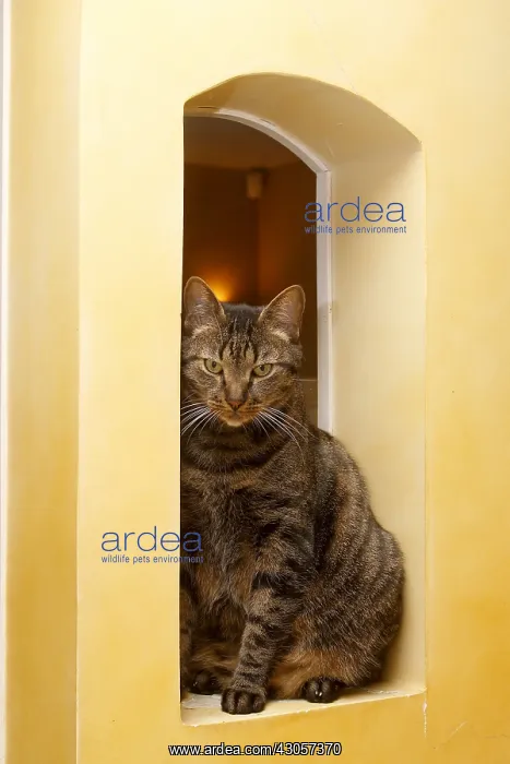: A domestic cat on the edge of a flat pass : A domestic cat on the edge of a flat pass