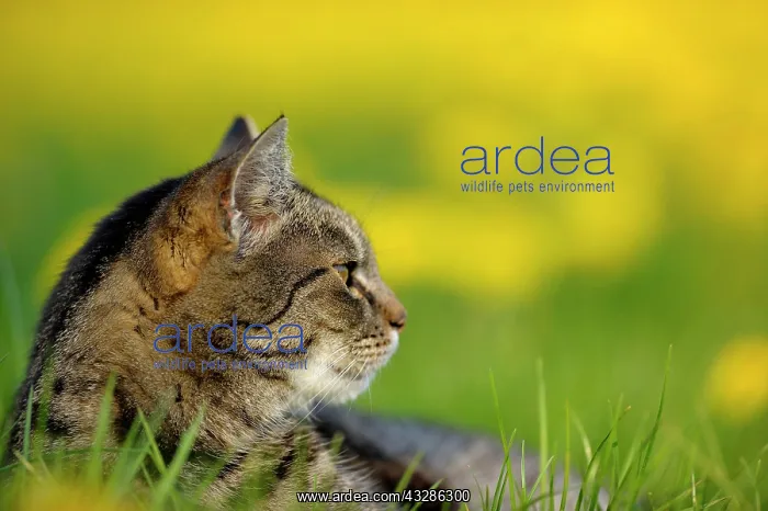 : Domestic cat, European Shorthair, in Dandelion meadow : Domestic cat, European Shorthair, in Dandelion meadow