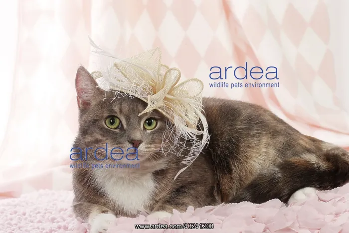  : Domestic Cat fascinator