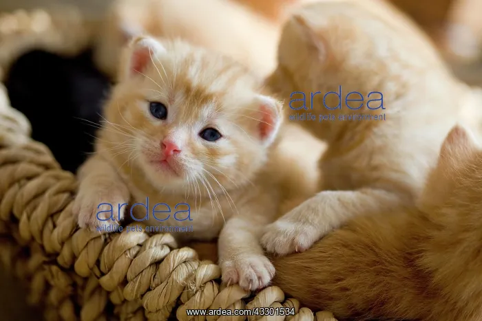 : Domestic Cat (Felis catus), kittens : Domestic Cat (Felis catus), kittens