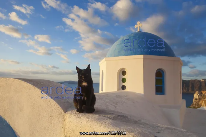 : Domestic cat (Felis silvestris catus) in front of : Domestic cat (Felis silvestris catus) in front of