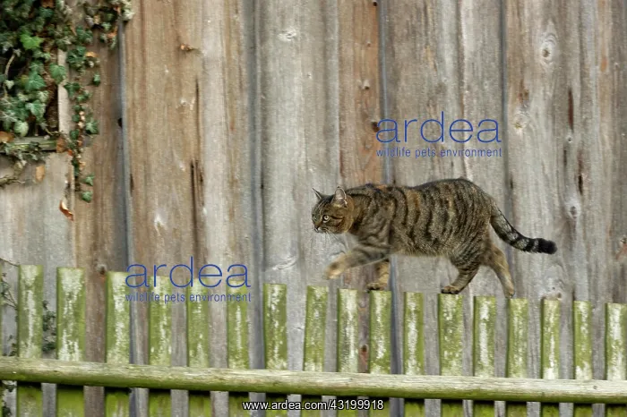 : Domestic cat (Felis silvestris catus), brown-black : Domestic cat (Felis silvestris catus), brown-black