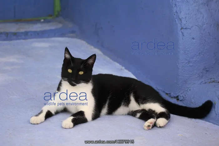 : Domestic cat (Felis silvestris catus) lying on blue : Domestic cat (Felis silvestris catus) lying on blue