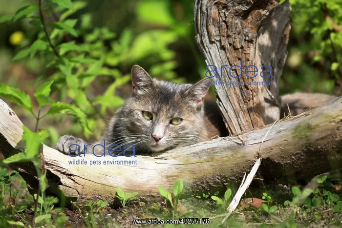 : Domestic cat (Felis silvestris catus) with a piece : Domestic cat (Felis silvestris catus) with a piece