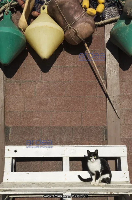  : Domestic cat at a fisherman's cottage at the San