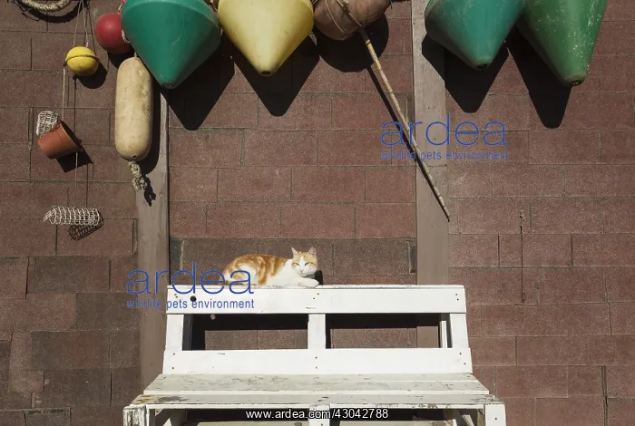 : Domestic cat at a fisherman's cottage at the San : Domestic cat at a fisherman's cottage at the San