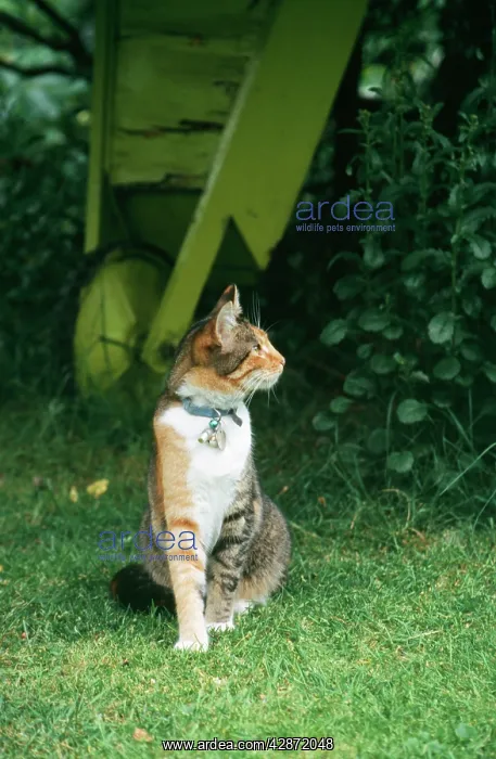  : Domestic Cat - with flea collar, name tag and bell