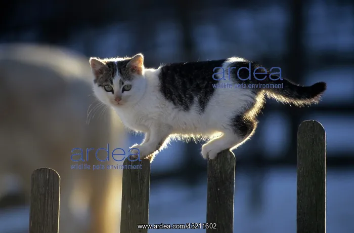 : Domestic cat on garden fence Hauskatze auf Gartenzaun : Domestic cat on garden fence Hauskatze auf Gartenzaun