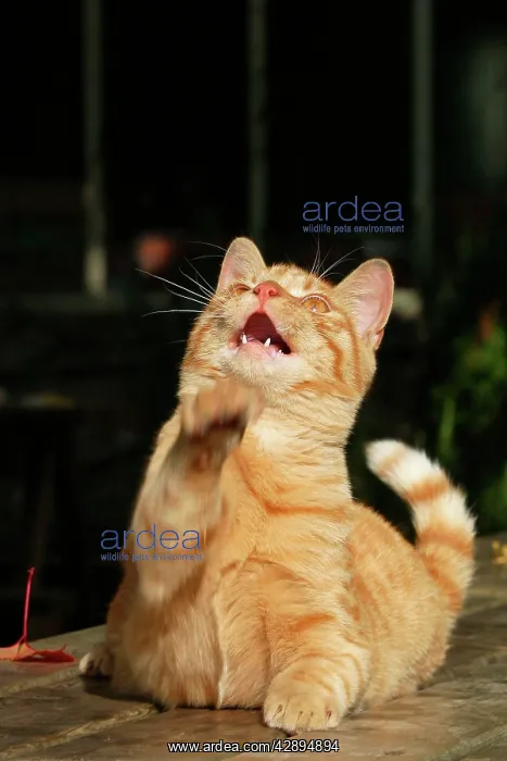  : Domestic cat - ginger tabby