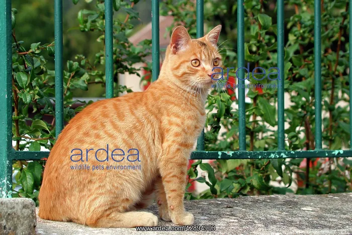  : Domestic cat - ginger tabby