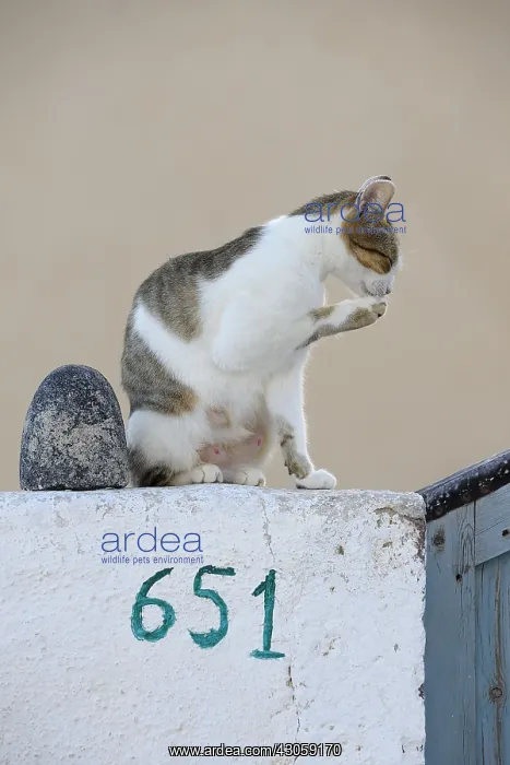 : Domestic Cat grooming on a wall Cyclades islands Greece : Domestic Cat grooming on a wall Cyclades islands Greece
