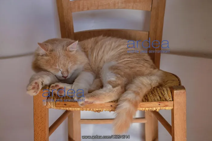 : Domestic cat, Ischia, Italy, Europe : Domestic cat, Ischia, Italy, Europe