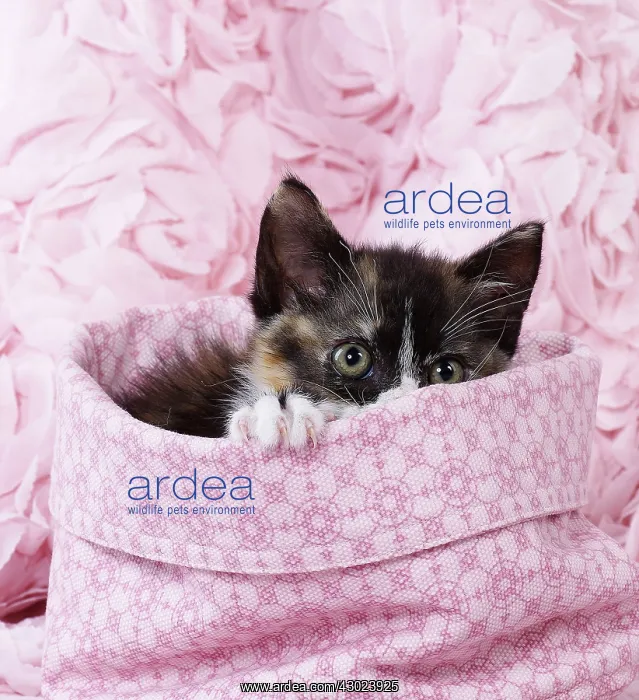  : Domestic Cat kitten