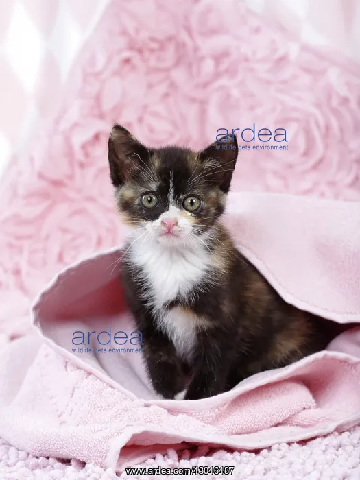  : Domestic Cat kitten