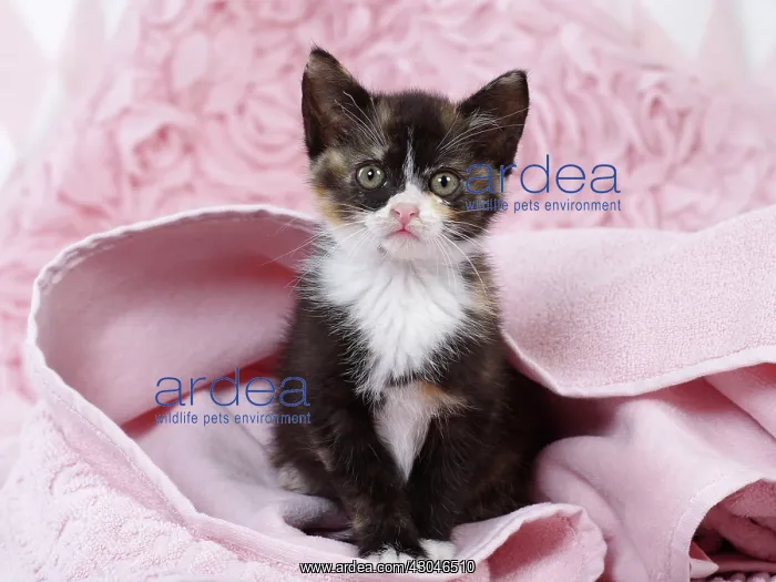  : Domestic Cat kitten