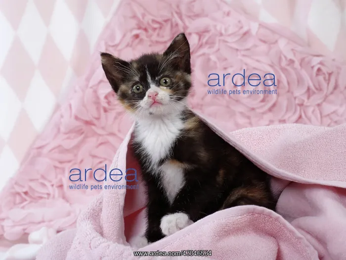  : Domestic Cat kitten