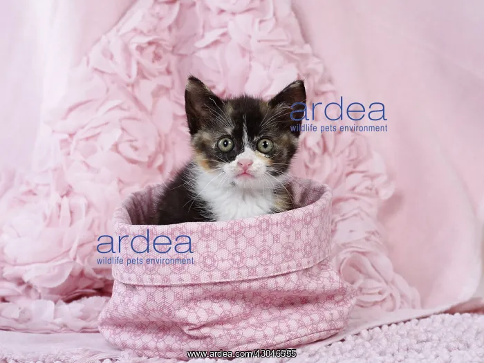  : Domestic Cat kitten