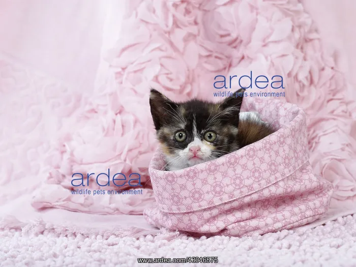  : Domestic Cat kitten