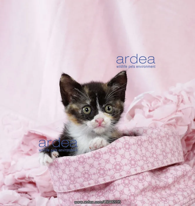  : Domestic Cat kitten
