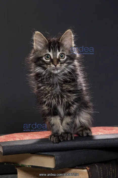  : Domestic Cat kitten