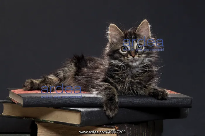 : Domestic Cat kitten