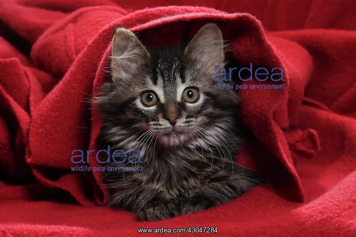 : Domestic Cat kitten