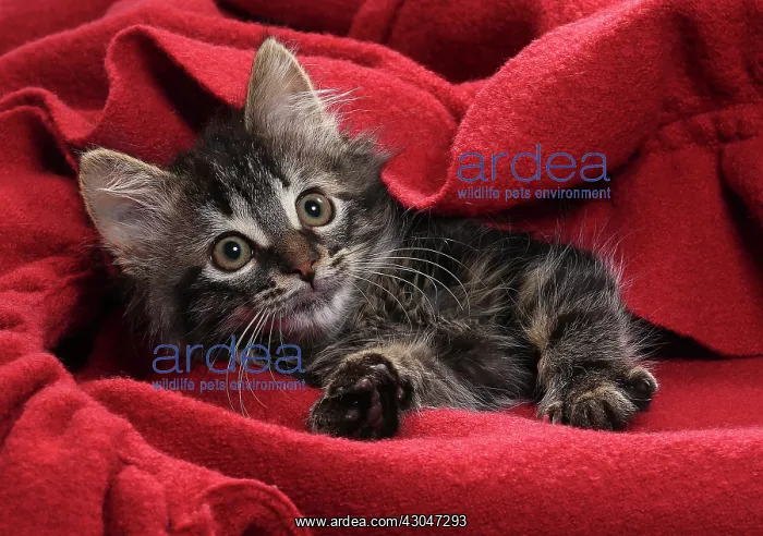  : Domestic Cat kitten