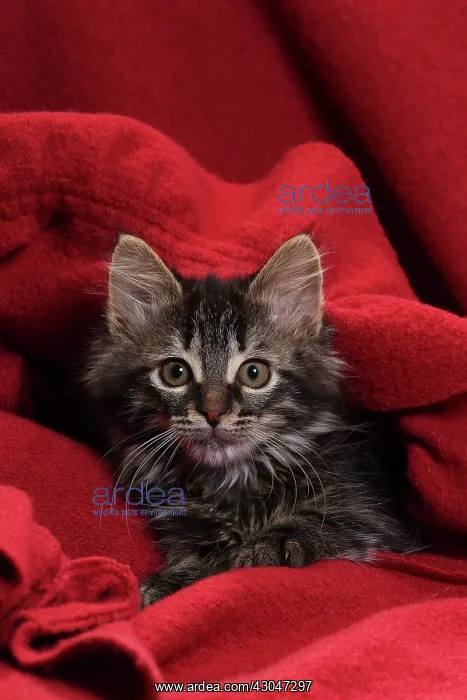  : Domestic Cat kitten