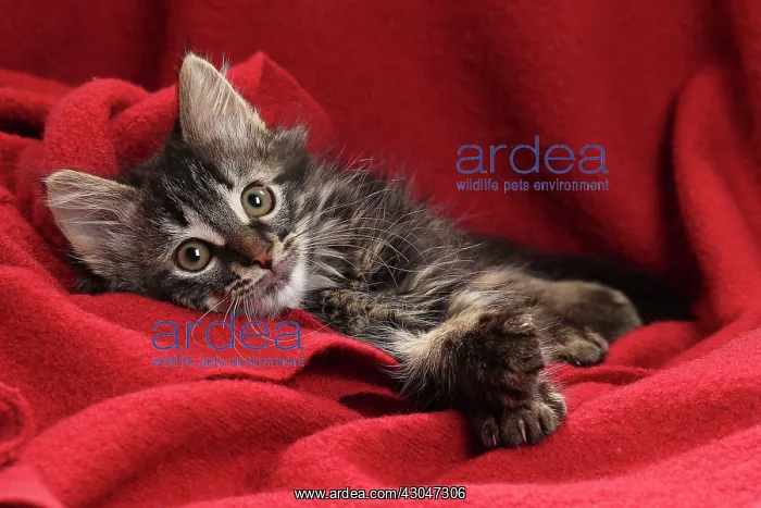  : Domestic Cat kitten