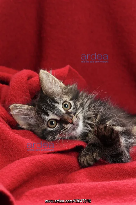  : Domestic Cat kitten