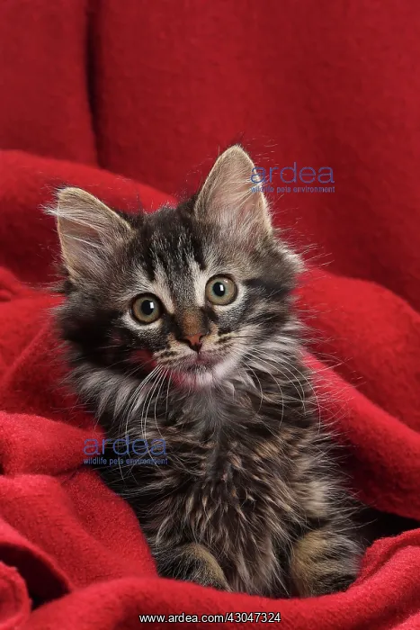  : Domestic Cat kitten