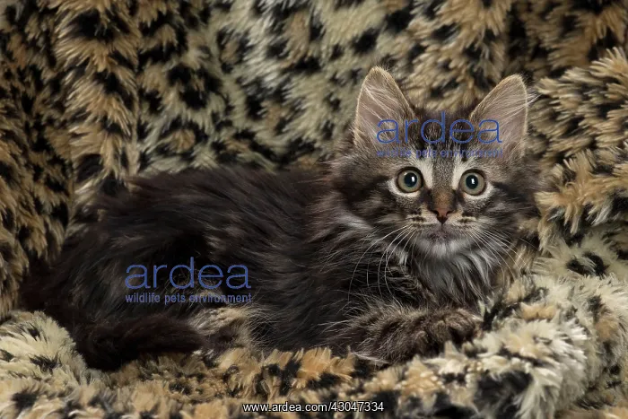 : Domestic Cat kitten