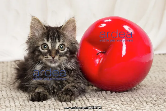  : Domestic Cat kitten