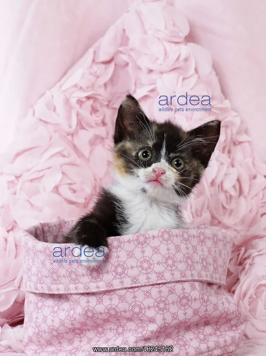  : Domestic Cat kitten