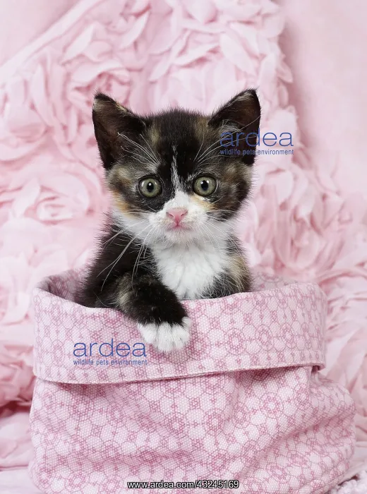  : Domestic Cat kitten