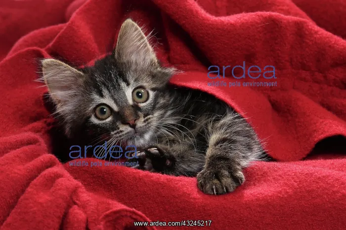  : Domestic Cat kitten