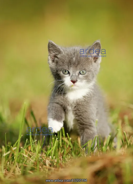 : Domestic cat, kitten, 6 weeks, gray, walking through : Domestic cat, kitten, 6 weeks, gray, walking through