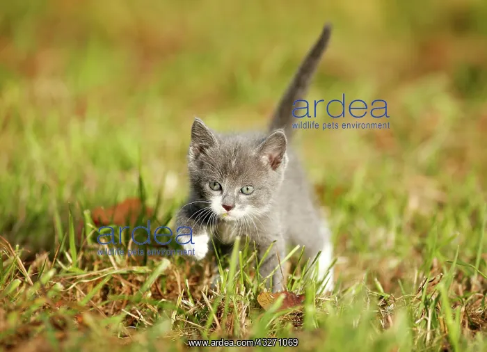 : Domestic cat, kitten, 6 weeks, gray, walking through : Domestic cat, kitten, 6 weeks, gray, walking through