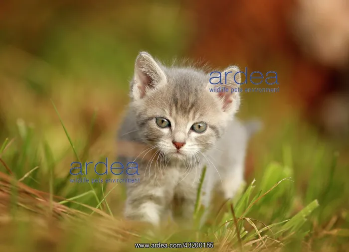 : Domestic cat, kitten, 6 weeks, light gray mackerel : Domestic cat, kitten, 6 weeks, light gray mackerel