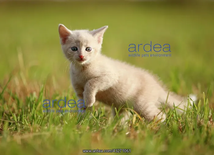  : Domestic cat, kitten, 6 weeks, light red mackerel