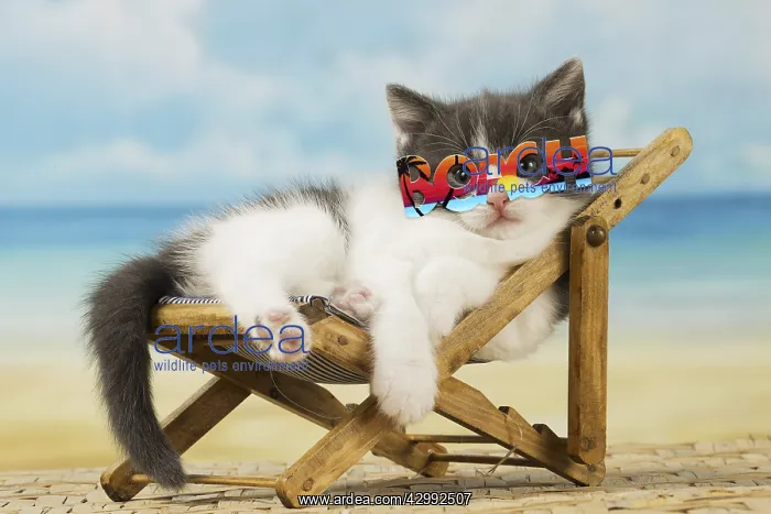 : Domestic Cat, kitten 6 weeks old, on deckchair : Domestic Cat, kitten 6 weeks old, on deckchair