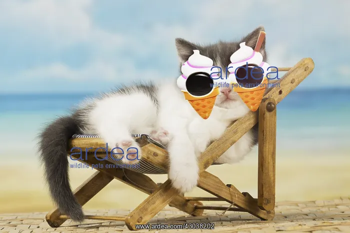 : Domestic Cat, kitten 6 weeks old, on deckchair : Domestic Cat, kitten 6 weeks old, on deckchair