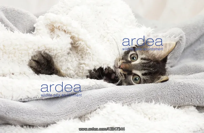  : Domestic Cat kitten in blankets