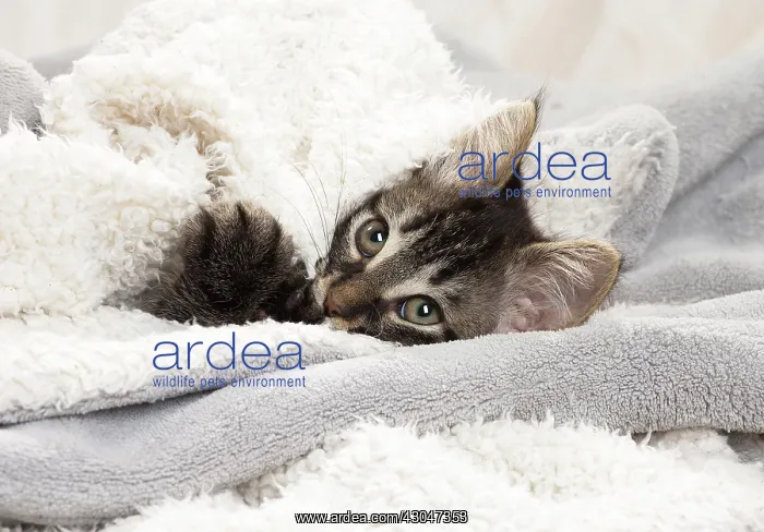  : Domestic Cat kitten in blankets